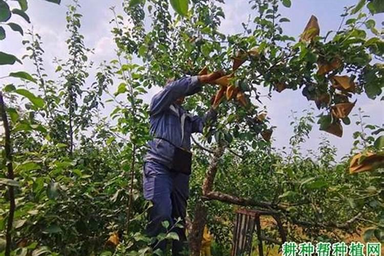 怎样对苹果树进行根外追肥？