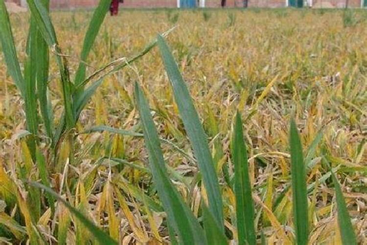 小麦叶黄是怎么回事