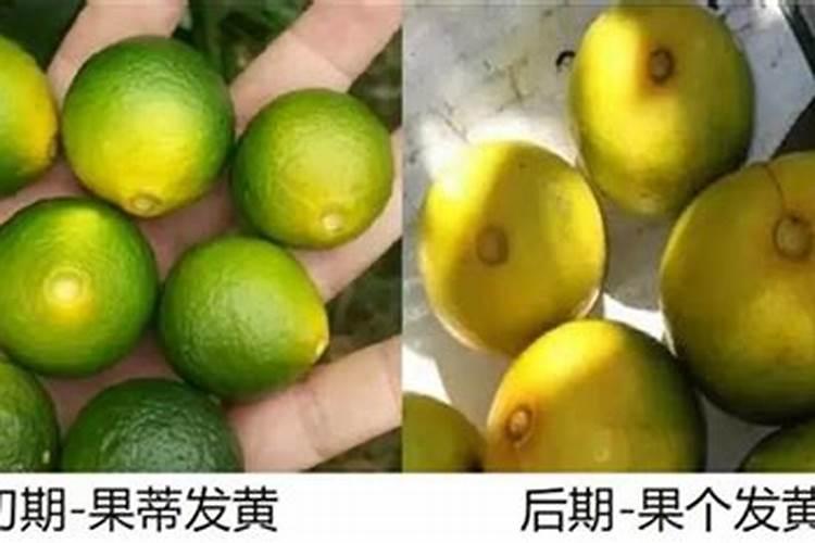 黄腐酸钾能促进脐橙转色吗为什么？