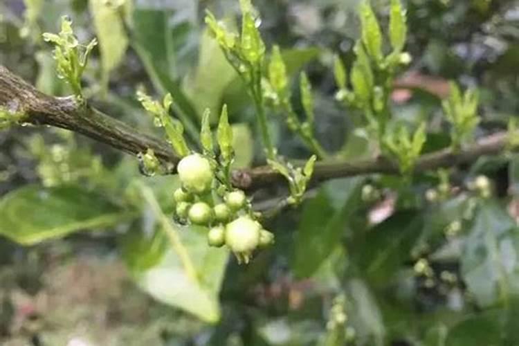 脐橙黄化树出花问题