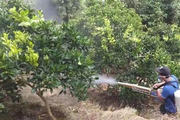 两年脐橙树怎样施肥？和管理 。请求大师