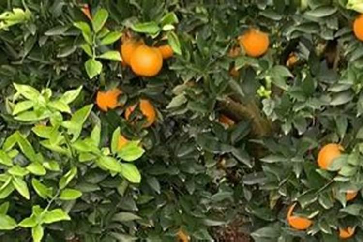 七月移栽脐橙几天能成活