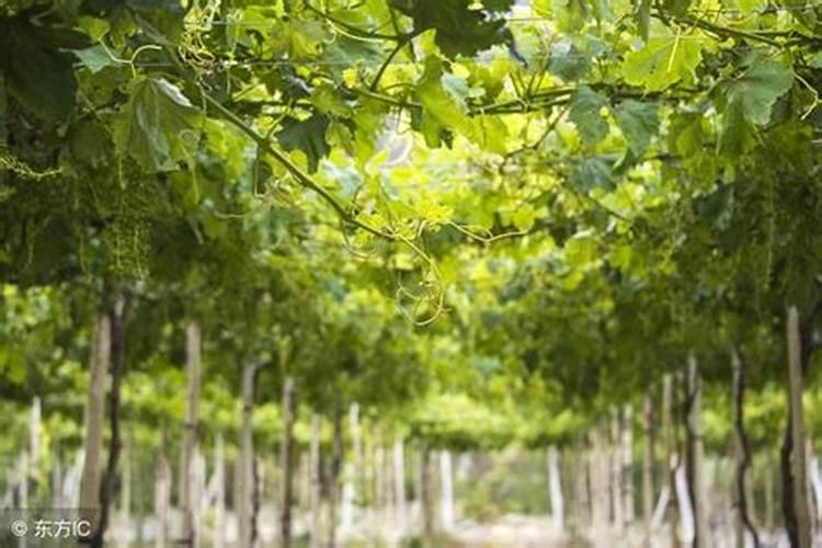 葡萄为啥花后补钙,有哪些补钙注意事项