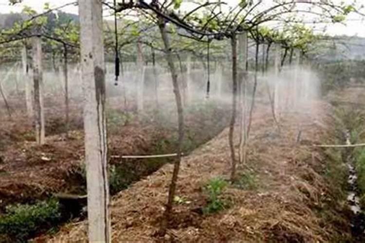 猕猴桃施肥方案和最佳时间