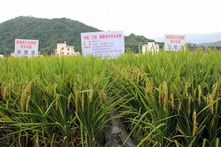 水稻氮肥如何施肥最好？