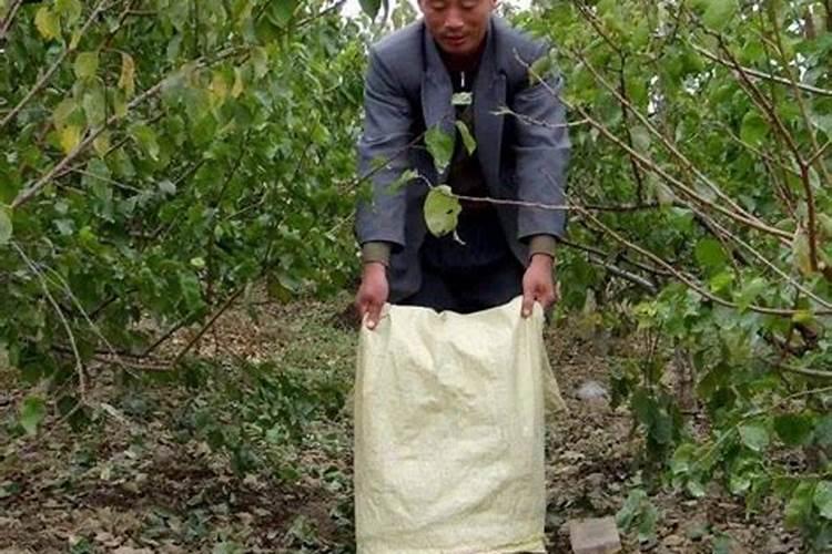 接苹果的树一棵树上几斤肥料？