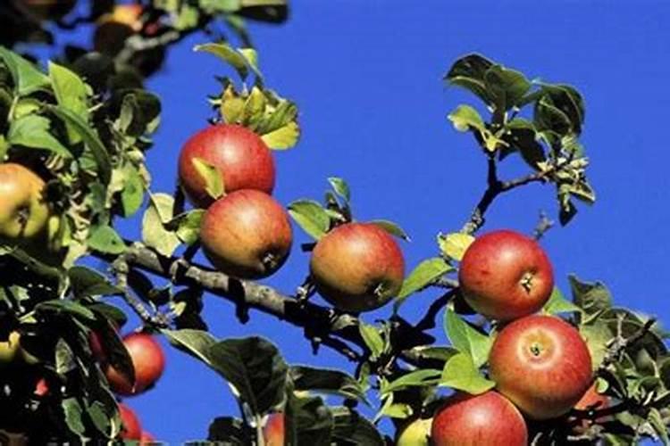 苹果树施肥时间和方法