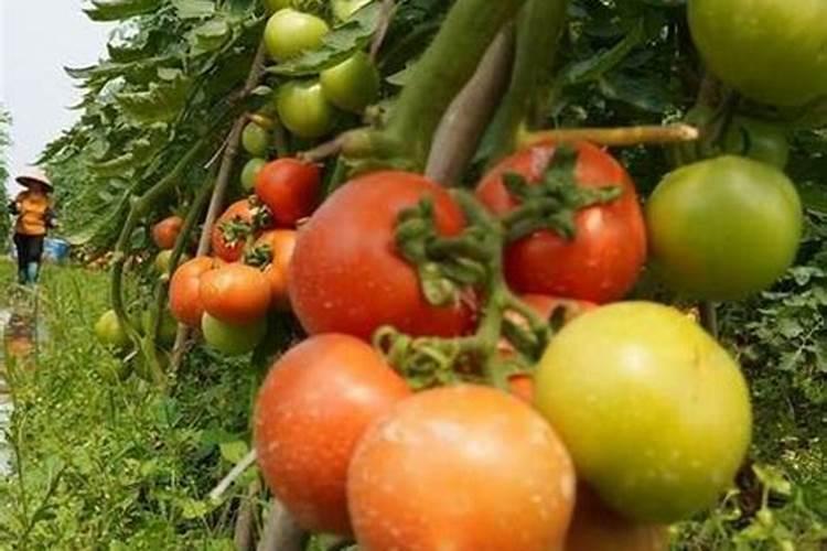 西红柿施肥时间及方法(西红柿结果期追肥有哪四个技巧)