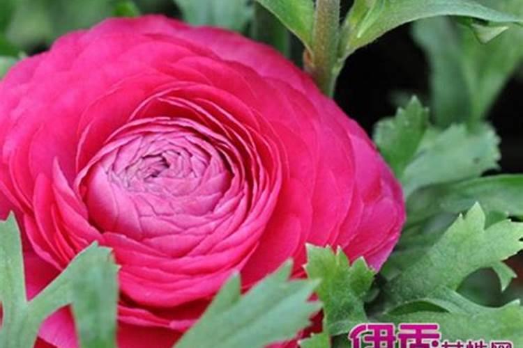 芹叶牡丹冬季如何养？