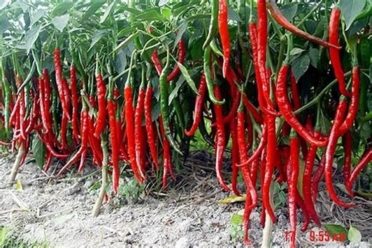 川椒种业解析:钾素在辣椒生长中的关键作用