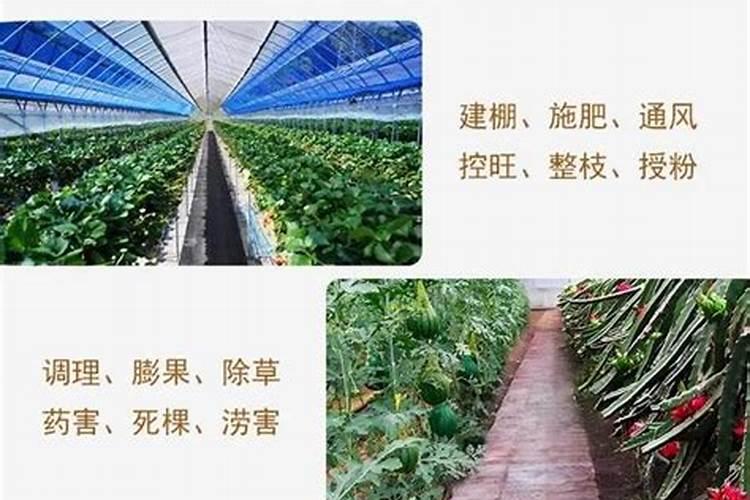 三十烷醇、芸苔素、复硝酚钠、胺鲜酯膨果增产到底有啥异同？