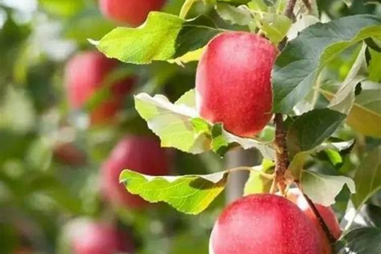 八月份苹果树喂什么化肥好