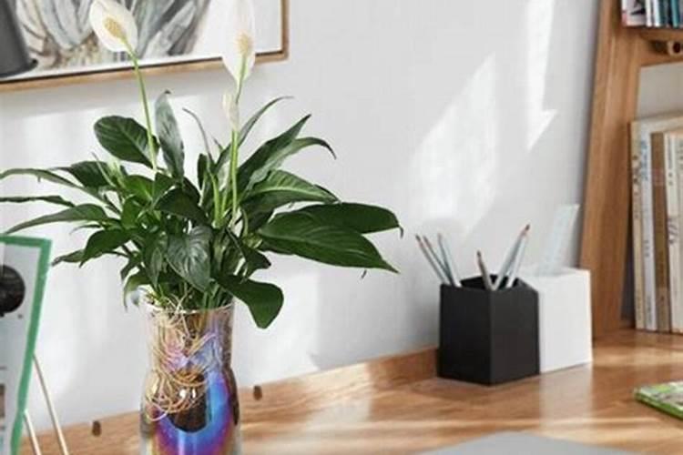 一帆风顺花水养怎么施肥