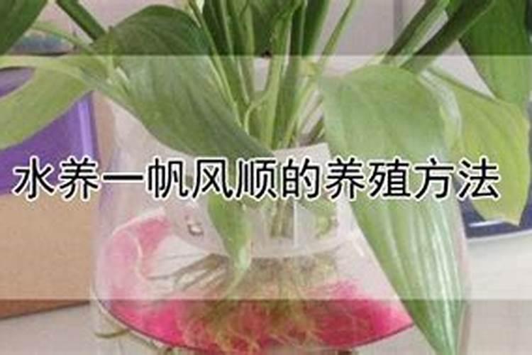 水养一帆风顺一般施复合肥多少