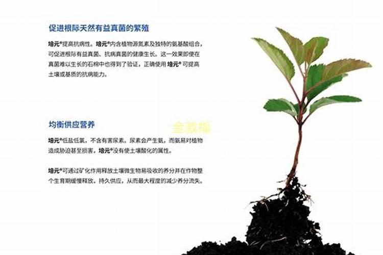 安徽金敦福叶面肥怎么样