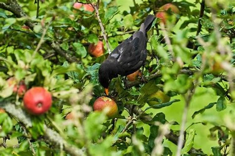 硼肥的使用方法与用量