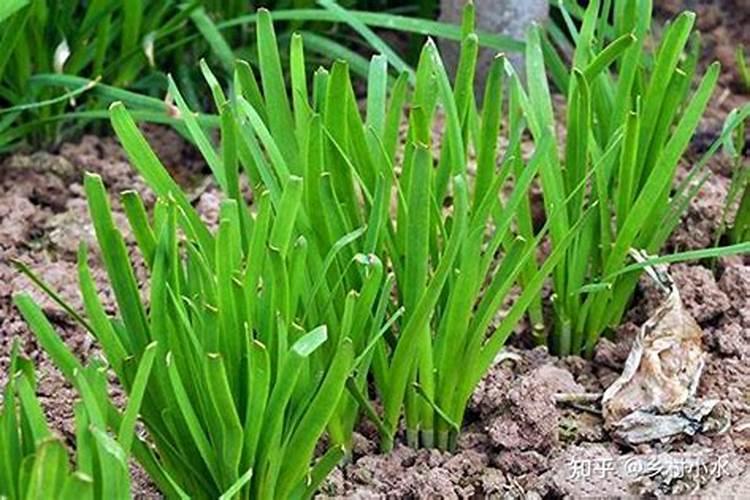 韭菜应该施什么肥