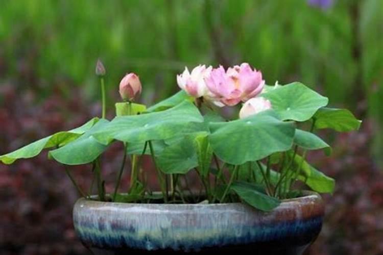 碗莲水溶肥的正确使用方法是