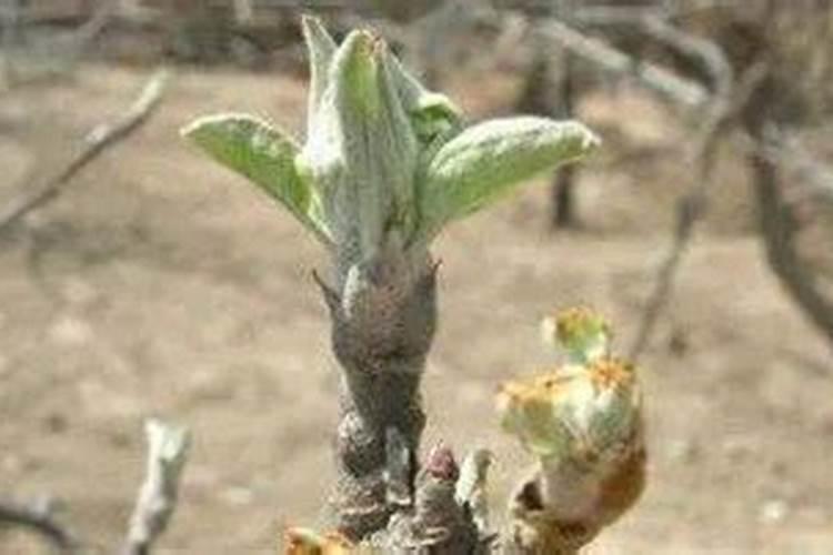 苹果四月份管理方法