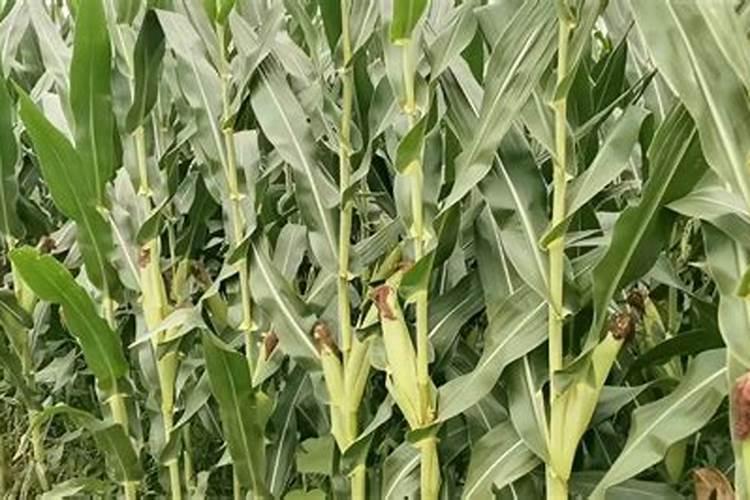 不管种什么果蔬,施好这三肥保增产