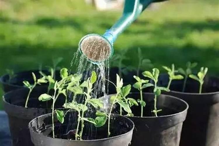 茶叶水浇花有什么利弊,可以用橘子皮中和茶碱后在浇吗？没钱买花肥的人...