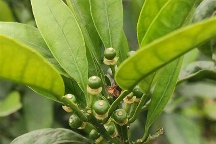 保花保果是什么意思？