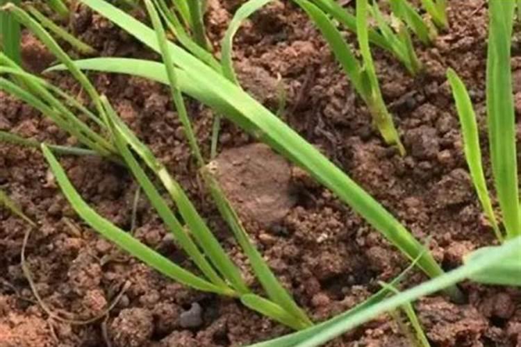 韭菜花打什么叶面肥好些？