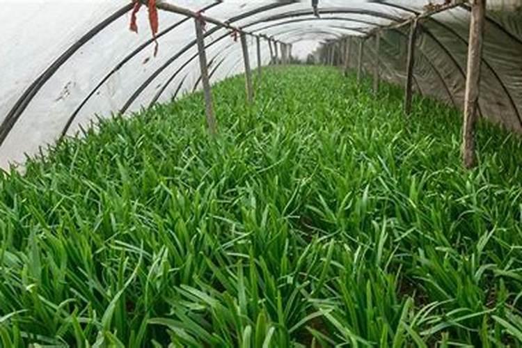 大棚韭菜长的慢用何种叶面肥好