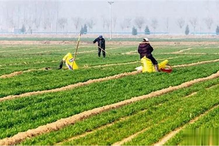 小麦施肥复合肥和尿素哪个好