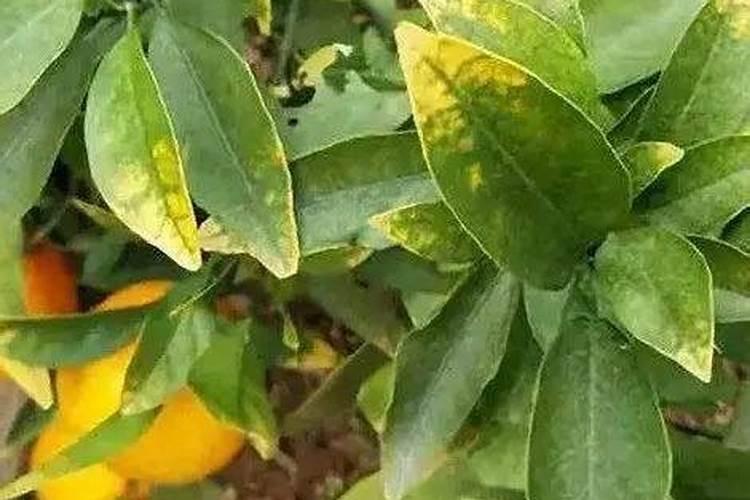 柑橘树怎么使用钾肥好活些？