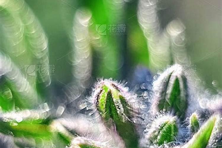 小草可以用肥嫩来形容吗？