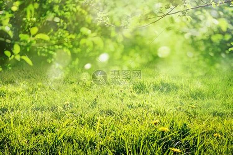 作者是从哪几个方面来写春草的？突出了春草怎样的特点