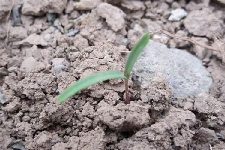 “小草偷偷地从土里钻出来,嫩嫩的,绿绿的”运用了什么手法