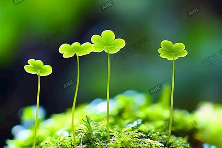 赞美小草的唯美句子