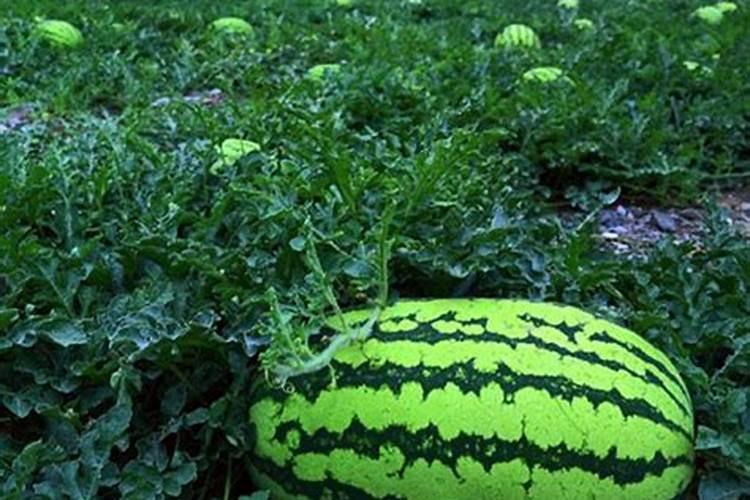 潍坊西瓜硼肥生产厂家有哪些呢？