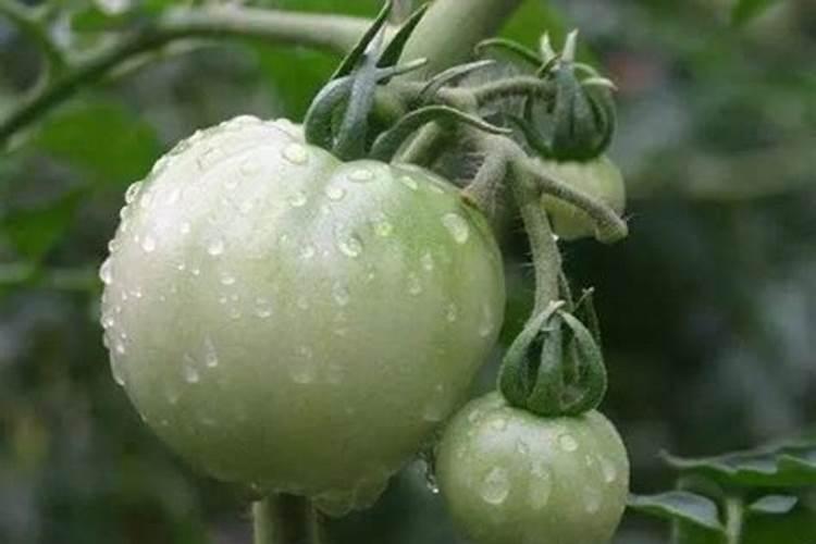 西红柿用芸苔素能喷吗怎么喷？