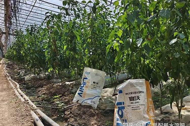 辣椒上什么肥料