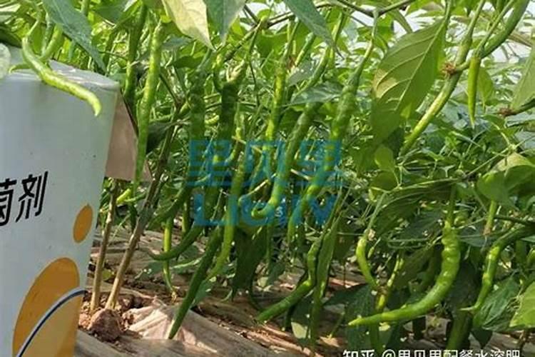 种辣椒用什么肥料比较好