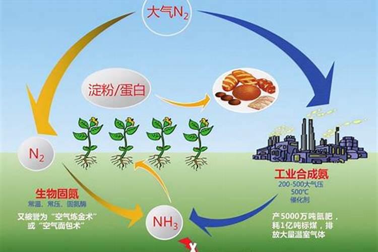 固氮菌植物能吸收氮肥全靠它
