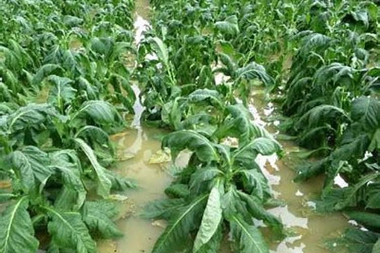 作物钙肥过多的危害有哪些？