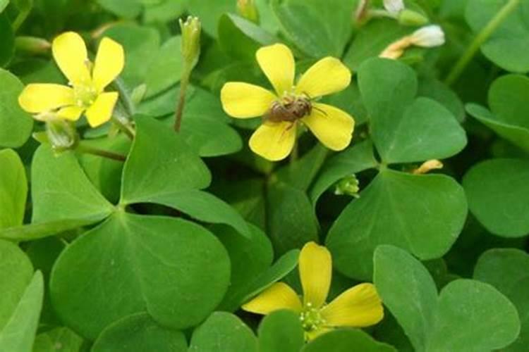 酢浆草可以用氮肥吗为什么？