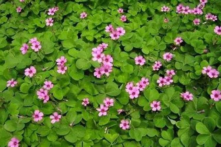 大花酢浆草上什么肥