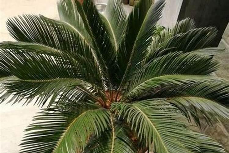 铁树冬季可以施土钾肥吗北方？