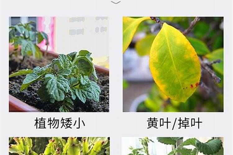 市场上卖有氮磷钾配方养花的肥料吗