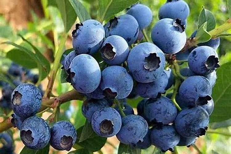 蓝莓落花后打什么叶面肥效果好？