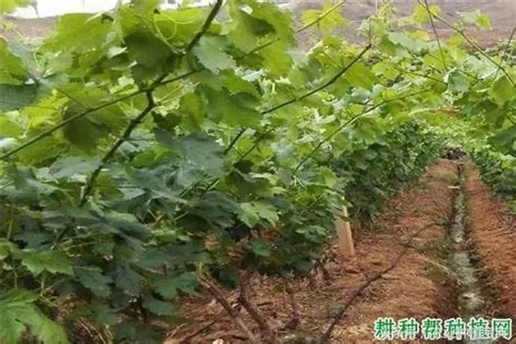 葡萄树中的氮有哪些作用？