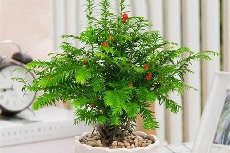 红豆杉盆景施肥方法