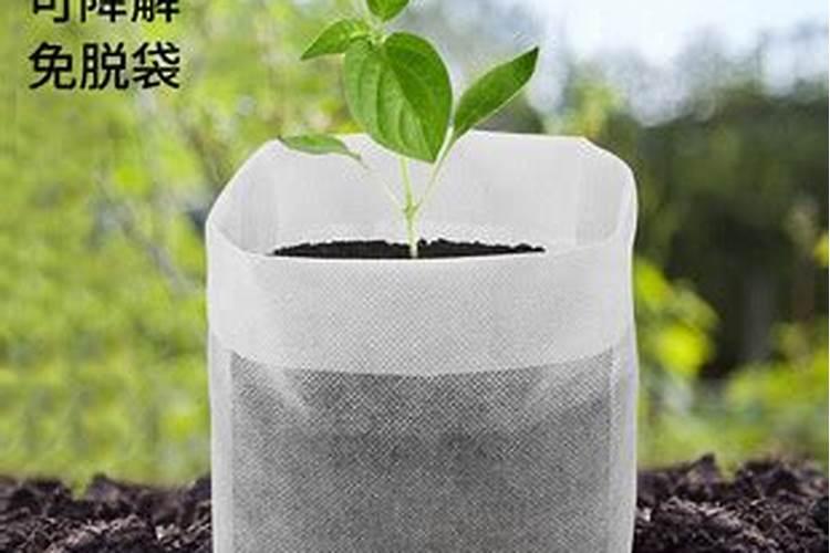 育苗袋种的植物怎样施肥
