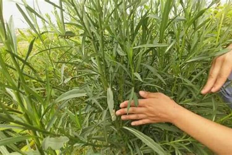 柴胡平茬过底打啥药补救