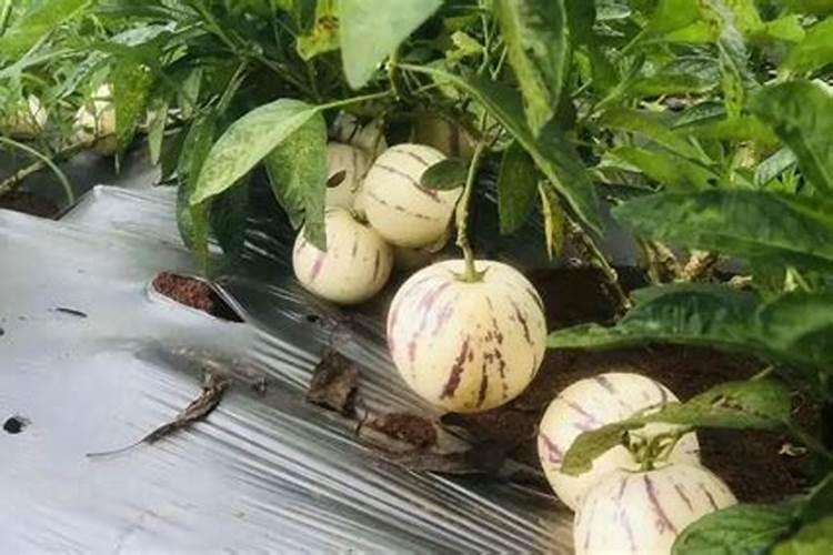 人参果施什么肥挂果多 给人参果施肥的注意事项